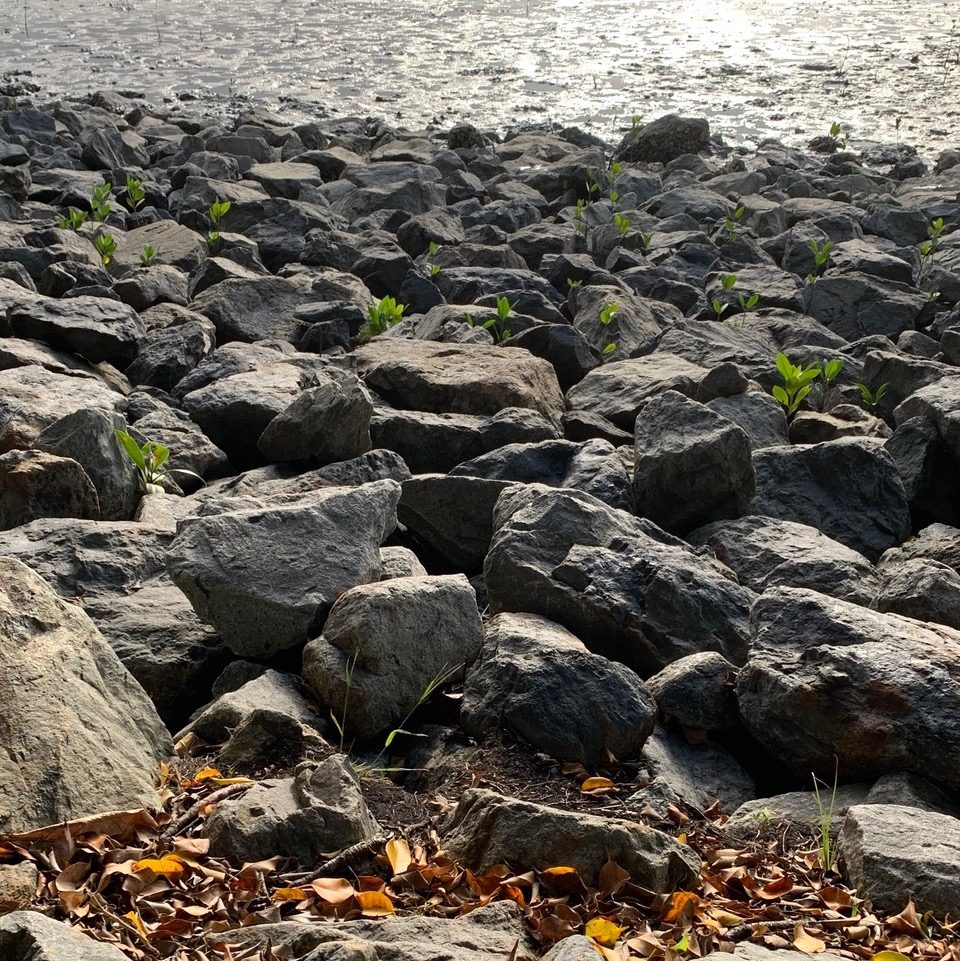 IMG_8006 IMG_8006